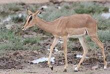 A female black-faced impala