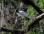 A white bird with long legs and a black head and beak standing on one leg on a branch with foliage in the background