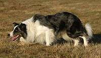 Border Collie