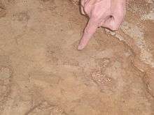 Photo showing calcite rafts in Kartchner Caverns, Arizona