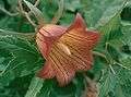 Canarina canariensis Tenerife (02).jpg