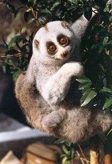 A small 6-week-old infant clings to its mothers back as she climbs vertically through the branches