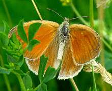 Common Ringlet (Coenonympha tullia inornata) in Ottawa, Ontario.