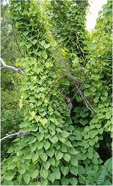 Dioscorea balcanica vines growing in Berlin botanical gardens