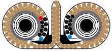 Double drum magazine filled with 100 rounds