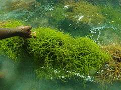 Eucheuma denticulatum, a species of red alga that naturally exists in the country.