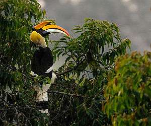 A large brightly-colored bird perched in a tree