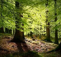 Beech forest – Grib Skov, Denmark