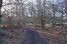 Knebworth Woods