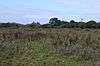 Little Hallingbury Marsh