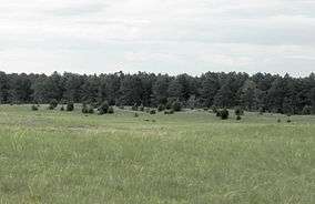 Grassland approaching the forest edge.