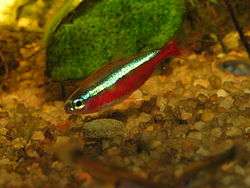 A slender fish, seen from the side, with its head at the lower left and its tail at the upper right. The fish is a deep red, with a light, glowing blue stripe running from its eye to the base of its tail. The background is a brownish gravel with a mossy green plant.