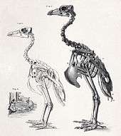 Illustration of the skeletons of a small female and large male solitaire