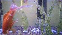 A live feed from a camera pointed at a fish tank with multiple stream encoding qualities