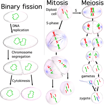 drawing of showing the processes of binary fission, mitosis, and meiosis