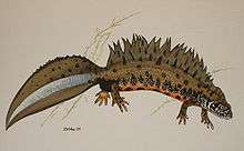 Danube crested newt