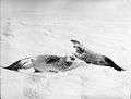 Two crab-eater seals on the ice, Weddell Sea (4792722735).jpg